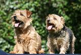 NORFOLK TERRIER 074